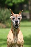 DOGUE ALLEMAND 857